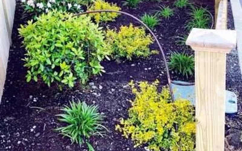 Backyard plantings